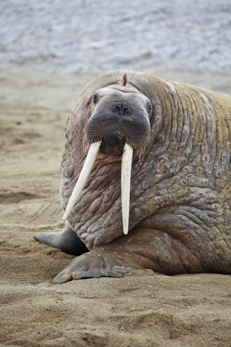 One Million Moms Is Here To Protect Our Daughters From Having Sex With Walruses