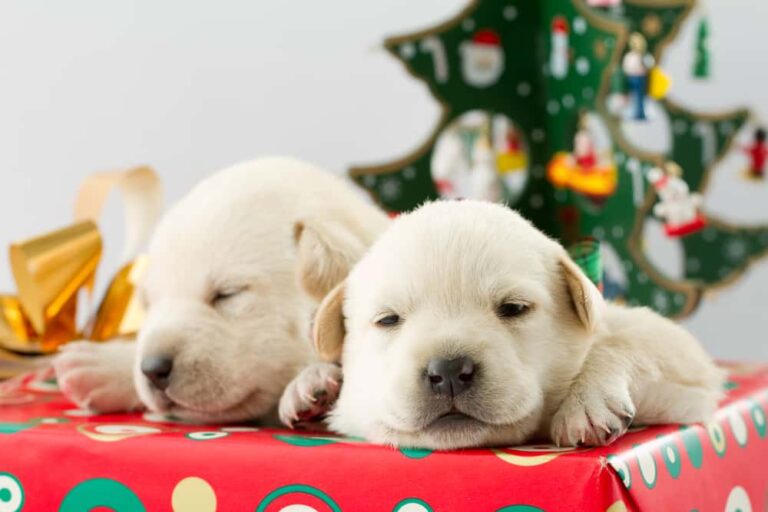 I Don’t Care How Good Your Kids Have Been This Year – No Puppies For Christmas