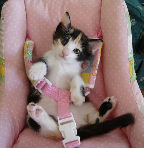 kitten car seat