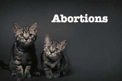 10 Reasons To Have An Abortion – Illustrated By Adorable Cats