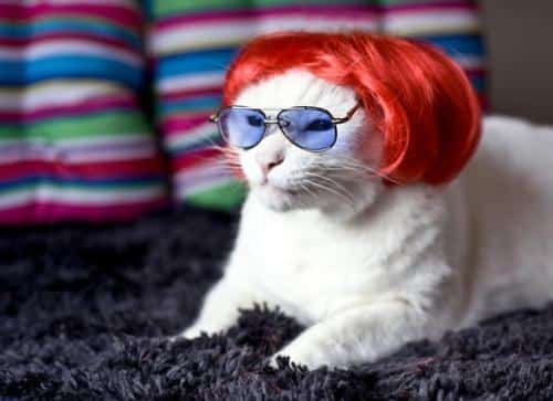 Epic Reader Comments Of The Week As Illustrated By Cats In Wigs