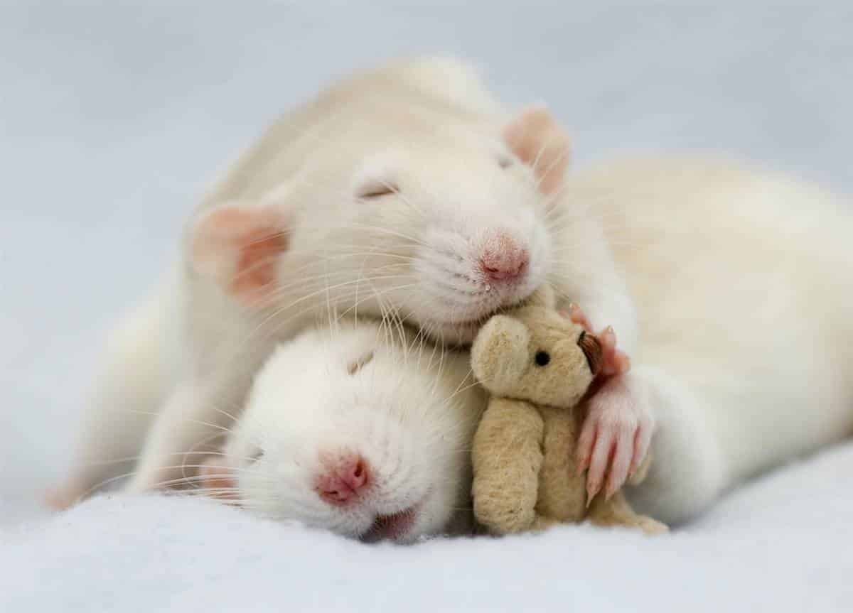 adorable-rat-pictures-4