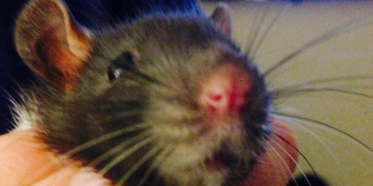 Parents Do Everything For Their Kids, Which Is Why I’m Rat Babysitting