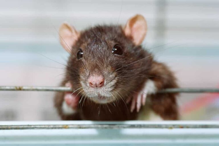 As A New Rat Mom, This News Report About A Boy Dying From ‘Rat Bite Fever’ Is So Upsetting