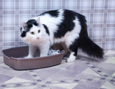 black and white cat in a litter box