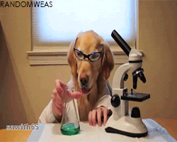 scientist-dog-gif