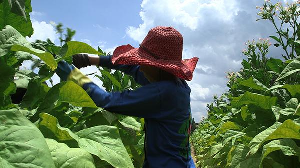 Phillip Morris Bans Children Under 16 From Working In Tobacco Fields, 2014 Says ‘Way To Catch Up’