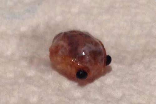 The Freaky Creature This Mom Found In Her Kids’ Tuna Will Make You Team PB&J For Life