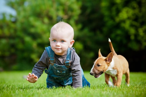 8 Tricks Your Dog Will Learn Faster Than Your Kids