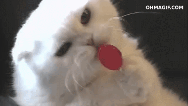 cat licking lolly