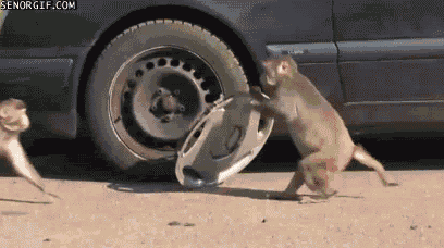 monkey-stealing-hubcap