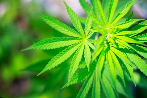 Fake Marijuana Gets 11-Year-Old Real 1 Year Suspension Under Zero-Tolerance Policy
