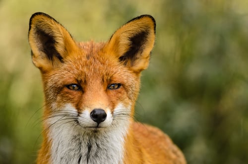 Pregnant Lady Fights Off Rabid Fox, So Cue The ‘One Tough Mother’ Jokes