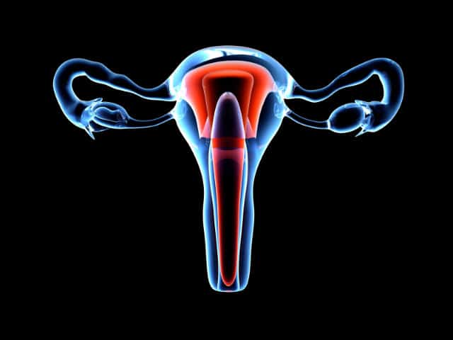 In Great News for Science and Some Cancer Survivors, Uterus Transplants on the Way in the U.S.