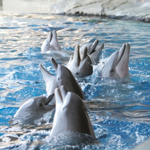dolphin birth