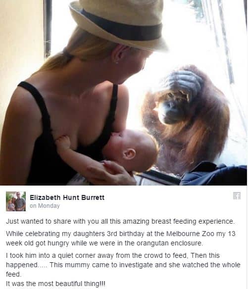 This Mother Breastfed in Public at a Zoo and Got the Cutest Gawker Ever