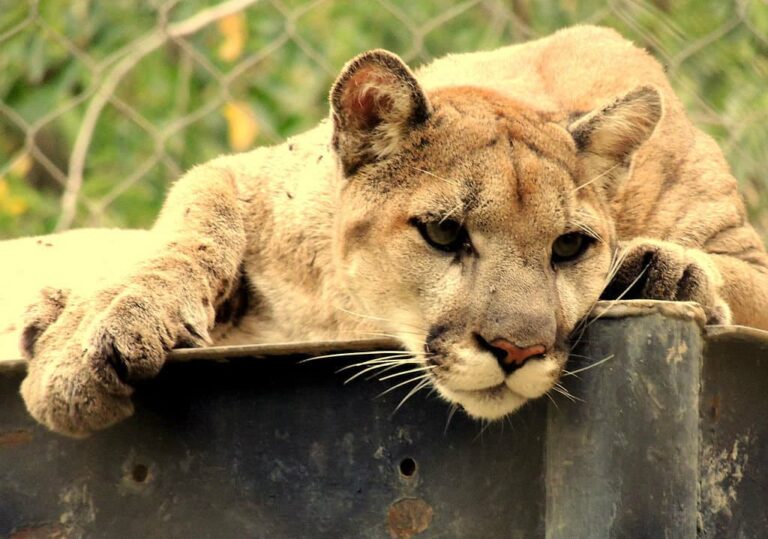 Hero Mother Literally Wrestles 5-Year-Old From the Jaws of a Mountain Lion