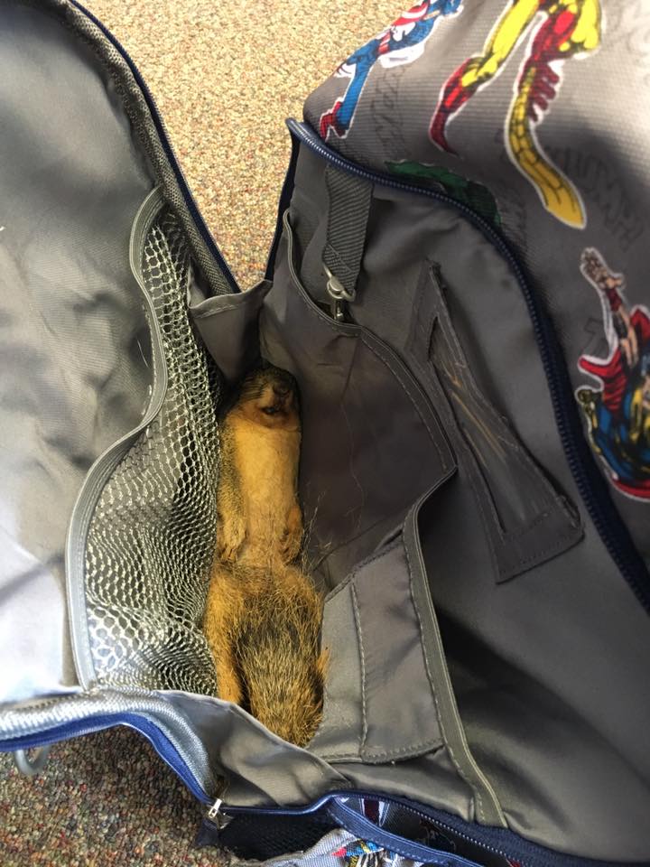 This Mom Found a Dead Squirrel in Her Kid’s Backpack Because Kids are the Most WTF People Ever