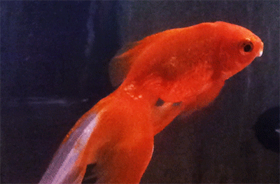 This Woman Spent $500 on Vet Bills for a Goldfish