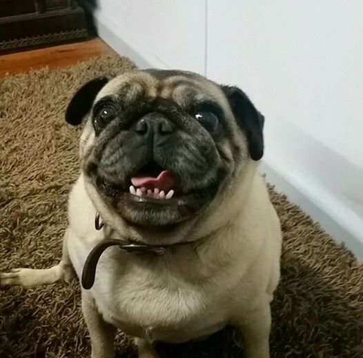 Dog Owner Loses Pug, Winds Up With Too Many Pugs