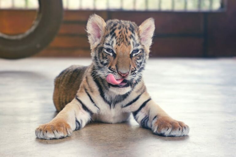 New Kind of ‘Tiger Mom’ Arrested for Raising Children in House Full of Tigers
