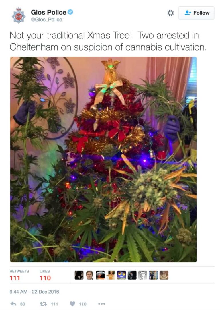 Geniuses Disguise Marijuana Plant as Christmas Tree, Think Cops Won’t Notice