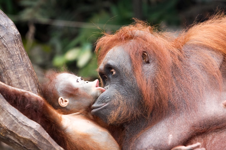 Animal Lovers Are Buying Everything on This Pregnant Orangutan’s Target Baby Registry