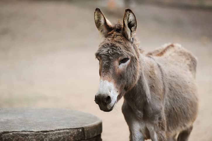 Jesus’ Donkey Bites Child During Christmas Nativity, and I’m Going to Hell Because I Can’t Stop Laughing About It
