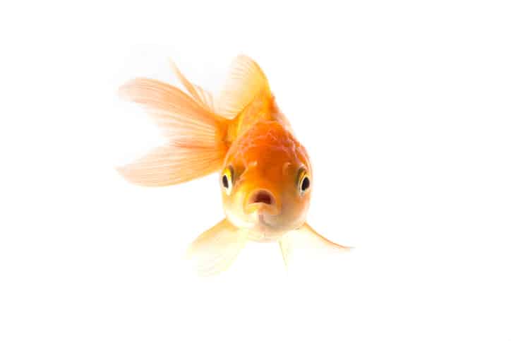 Open Thread: Is It OK to Give Goldfish as Party Favors?