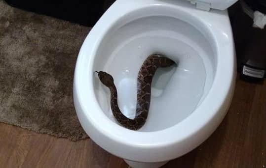 Family Finds Rattlesnake in Toilet, and There Were 23  More Under the House