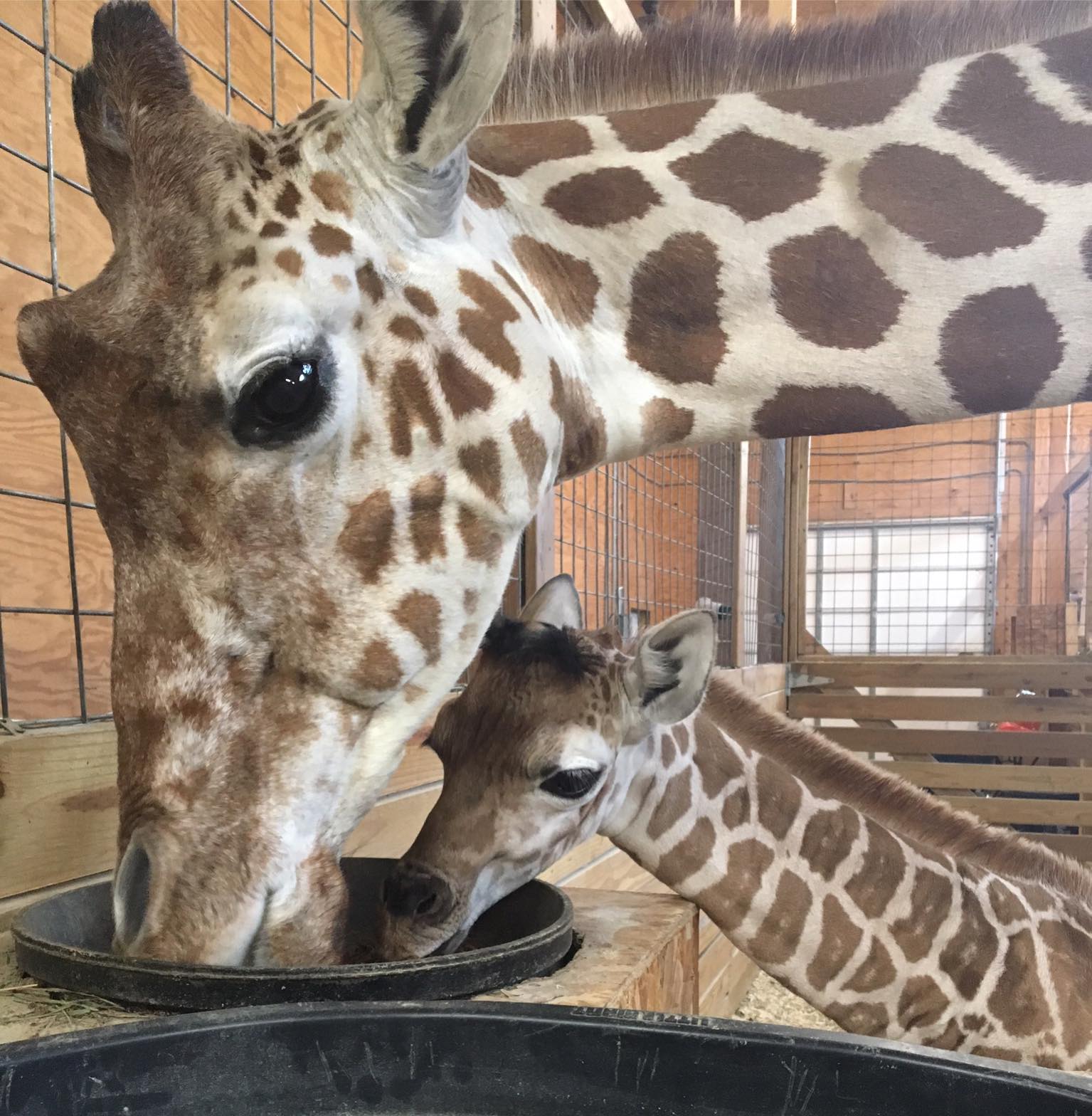April the Giraffe and her calf