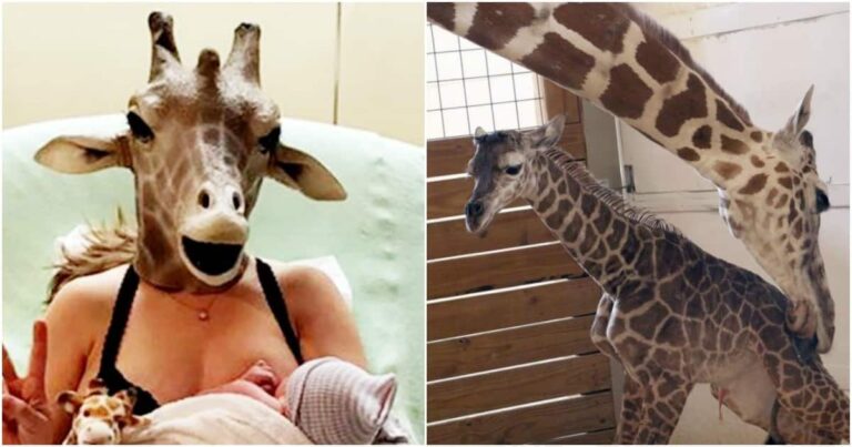 Giraffe Mom’s Baby Got to Meet April the Giraffe, and It Was Super Cute