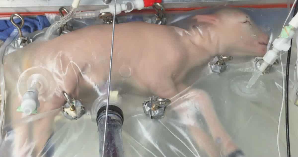 Lamb in an artificial womb