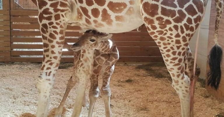 April the Giraffe’s Calf Finally Has a Name and It Is Totally Fitting