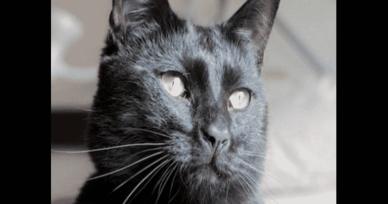 Animal Rescue Pens Humorous Adoption Bio for ‘Bastard Cat’