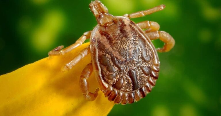 Mom’s Post Warns Others About ‘Tick Paralysis’ Caused By Tick Bite