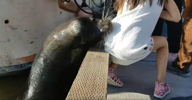 Viral Video of a Sea Lion Snatching a Little Girl From a Pier Will Make You Want to Stay Indoors Forever