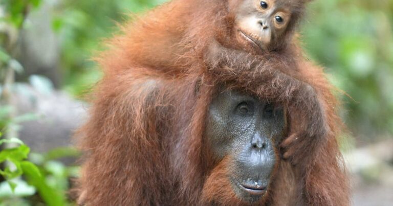 This Orangutan Whose Baby Keeps Running Away Is Every Mom’s Patronus