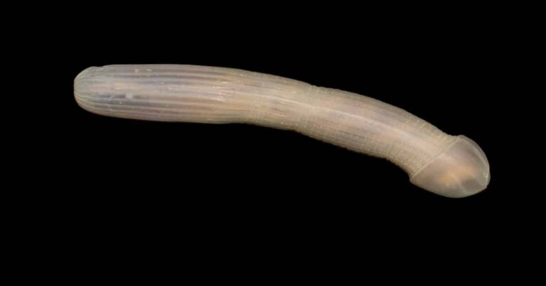 Discovery of NSFW-Looking Sea Creature Sends Twitter Off the Deep End
