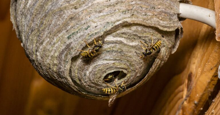 Etsy Sellers Are Convincing Women to Put Ground-Up Wasp Nests in Their Vaginas