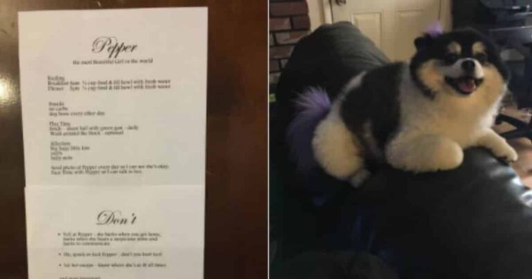 A Kid Offered to Babysit His Aunt’s Dog, But That Came With Hilariously Over-the-Top Dog-Sitting Rules