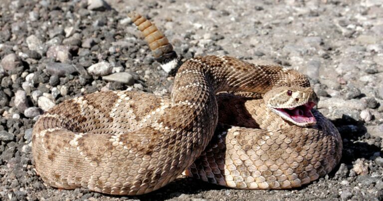 California Mom Finds 18 Baby Rattlesnakes in Her Kids’ Playhouse