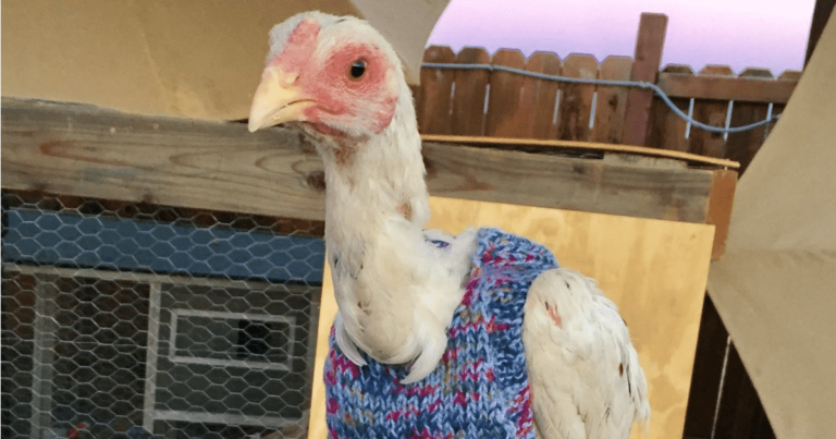 This Woman’s Gender Reveal Party for Her Rescued Chicken Is the Best