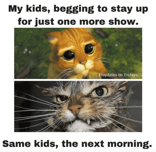 parenting memes angry cat