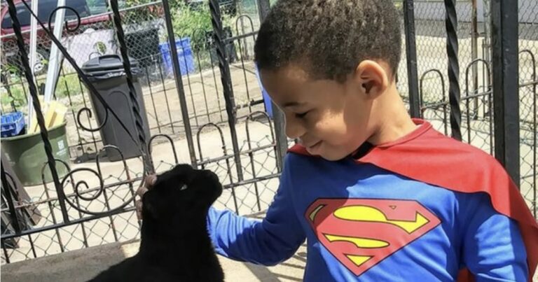 This Boy Who Dresses up as a Superhero to Feed Stray Cats Is the Hero We Need