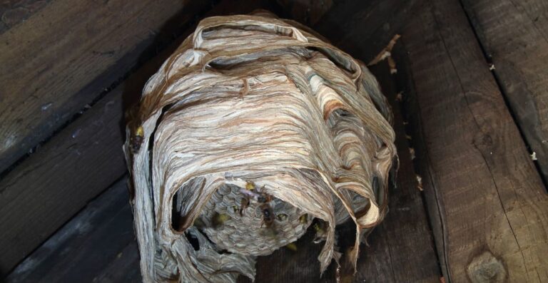 Wasps Built a Nest Around a Doll, and It’s the Creepiest Thing You’ll Ever See