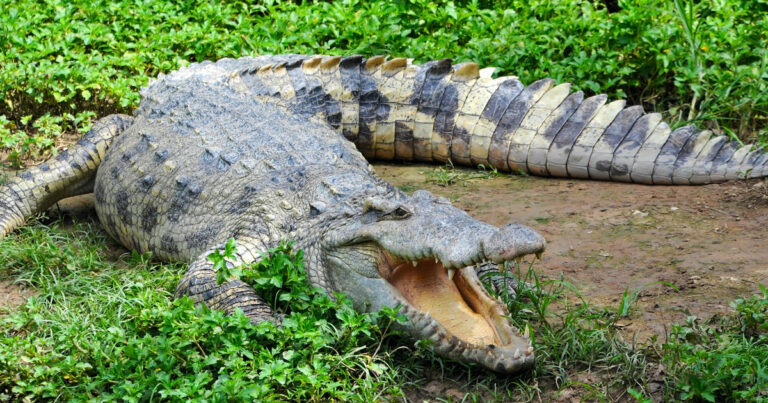 Court Orders Zoo to Stop Letting Kids Swim With Crocodiles