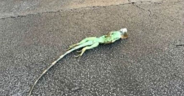 Frozen Iguanas Falling From Trees During Cold Snap