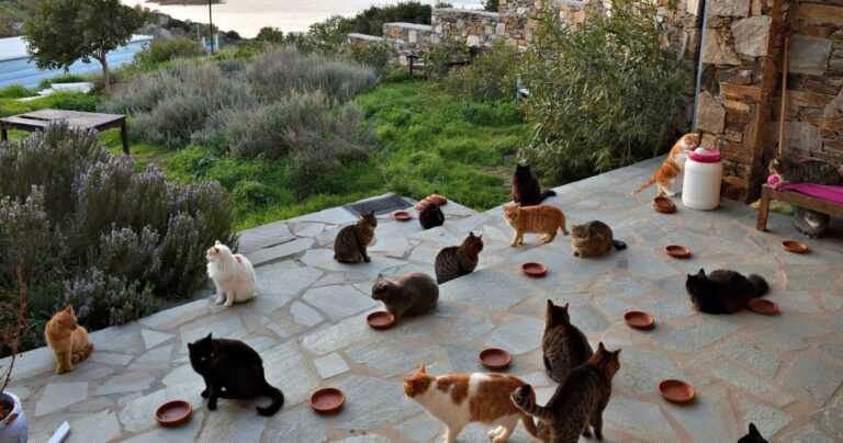 You Can Get Paid to Live on a Greek Island and Take Care of Cats