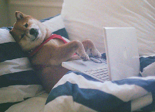 dog on computer